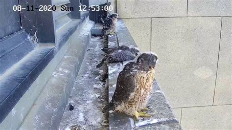 Melbourne CBD Falcons .